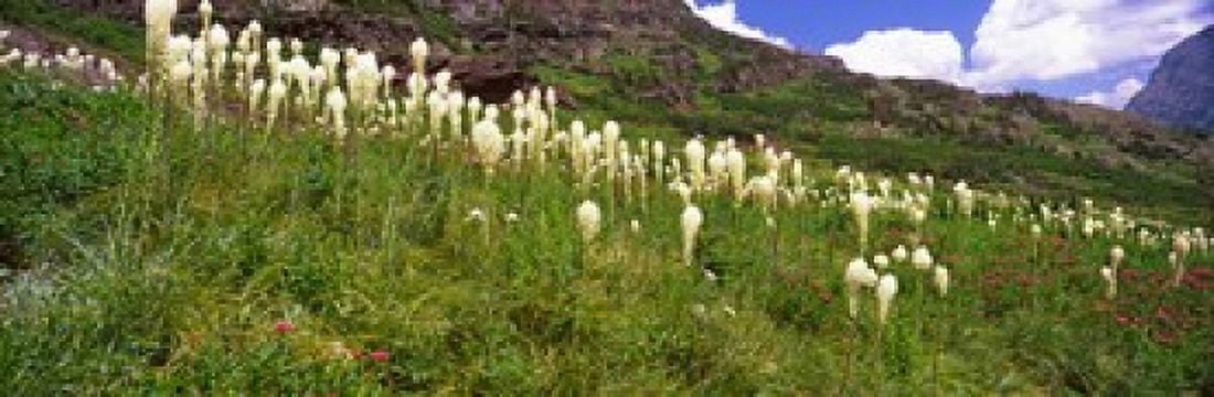 Beargrass (Xerophyllum tenax) on a landscape US Glacier National Park Montana USA Canvas Art - Panoramic Images (36 x 12)