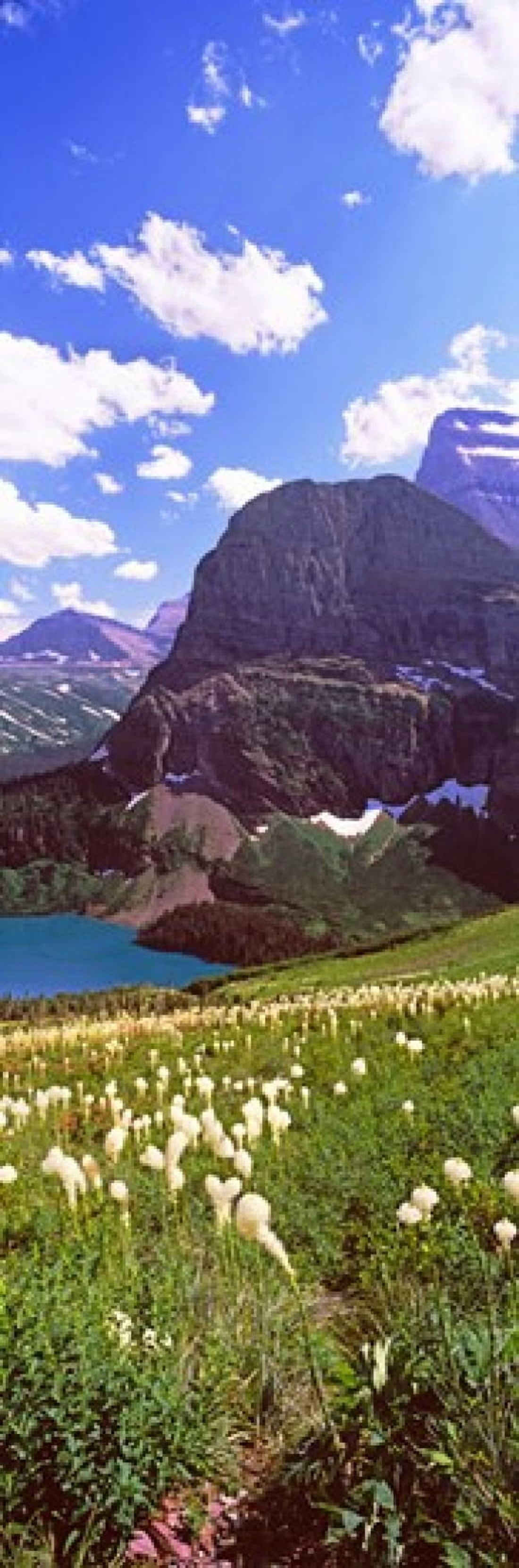 Beargrass (Xerophyllum tenax) with Grinnell Lake in the background US Glacier National Park Montana USA Canvas Art - Panoramic Images (18 x 6)