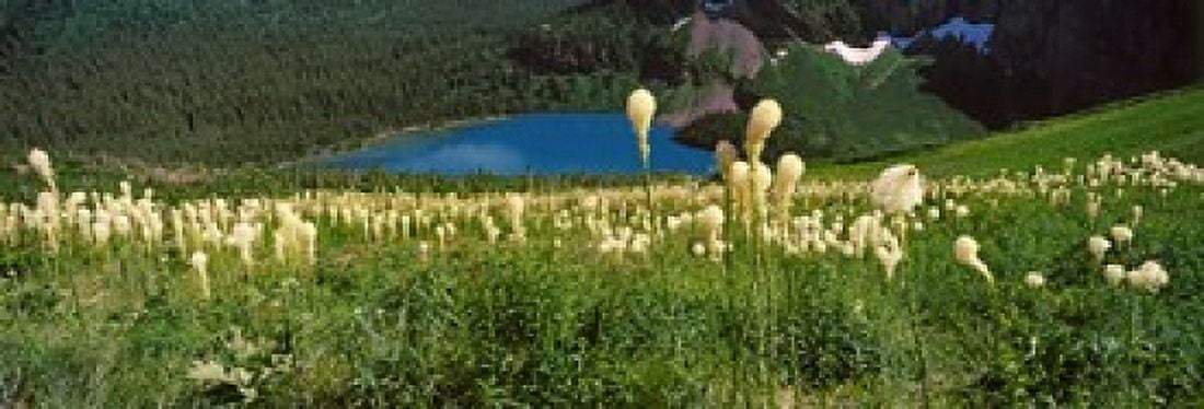 Beargrass (Xerophyllum tenax) with Grinnell Lake in the background US Glacier National Park Montana USA Canvas Art - Panoramic Images (18 x 7)