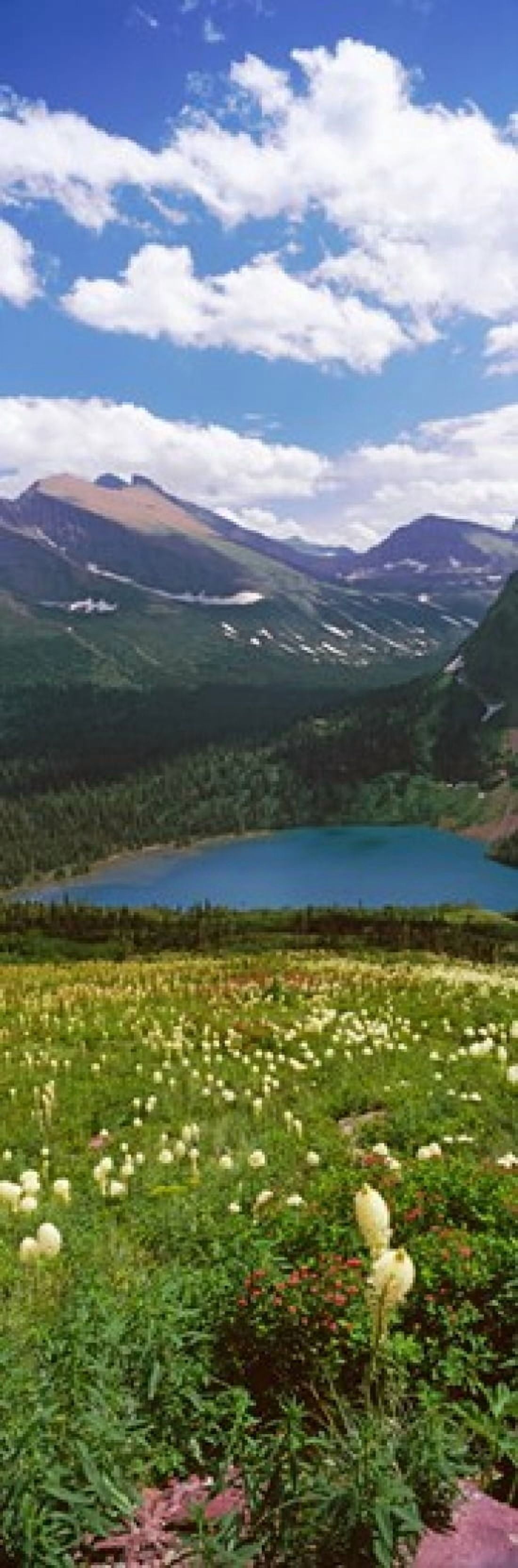 Beargrass (Xerophyllum tenax) with Grinnell Lake in the background US Glacier National Park Montana USA Canvas Art - Panoramic Images (36 x 12)