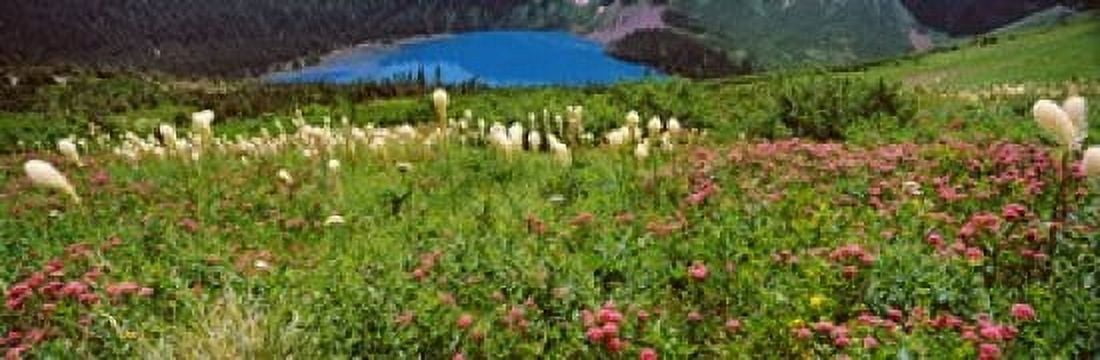 Beargrass (Xerophyllum tenax) with Grinnell Lake in the background US Glacier National Park Montana USA Canvas Art - Panoramic Images (36 x 12)