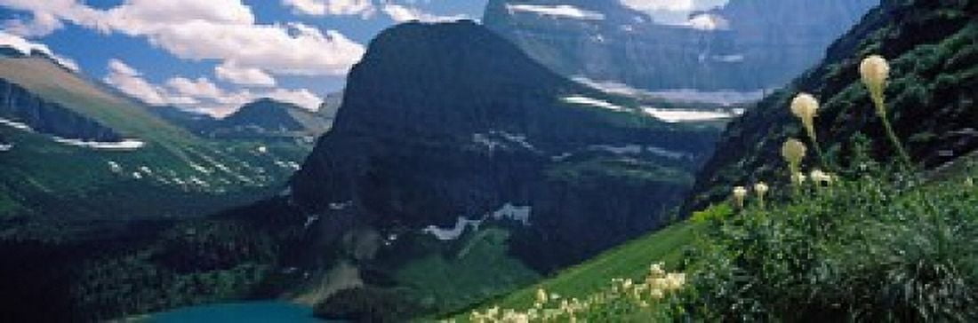 Beargrass (Xerophyllum tenax) with mountains in the background US Glacier National Park Montana USA Canvas Art - Panoramic Images (18 x 6)
