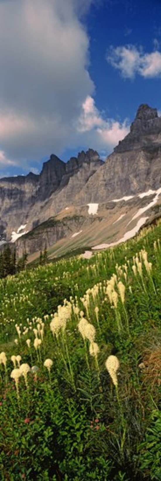 Beargrass (Xerophyllum tenax) with mountains in the background US Glacier National Park Montana USA Canvas Art - Panoramic Images (18 x 6)
