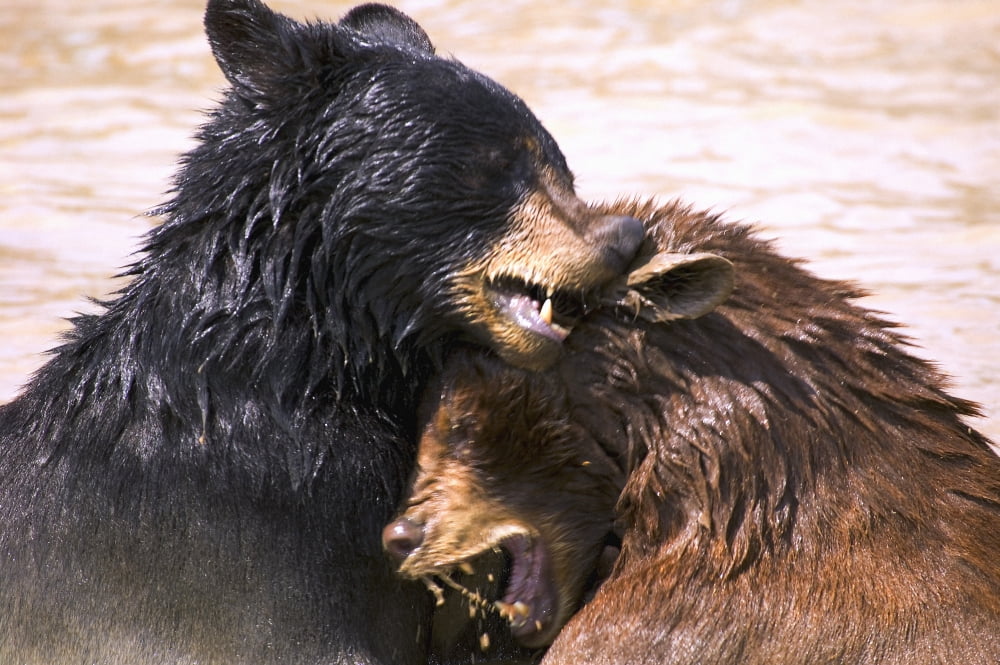Bears In Water Canvas Art - Carson Ganci Design Pics (34 x 22)