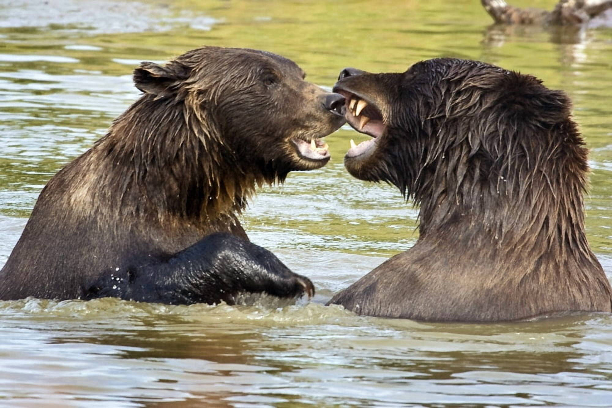 Bears Playing At The Alaska Wildlife Conservation Center Southcentral Alaska Canvas Art - Michael Criss Design Pics (34 x 22)