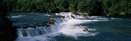Bears fish Brooks Fall Katmai AK Canvas Art - Panoramic Images (36 x 12)