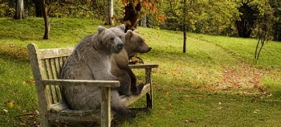 Bears sitting on a bench Canvas Art - Panoramic Images (30 x 14)