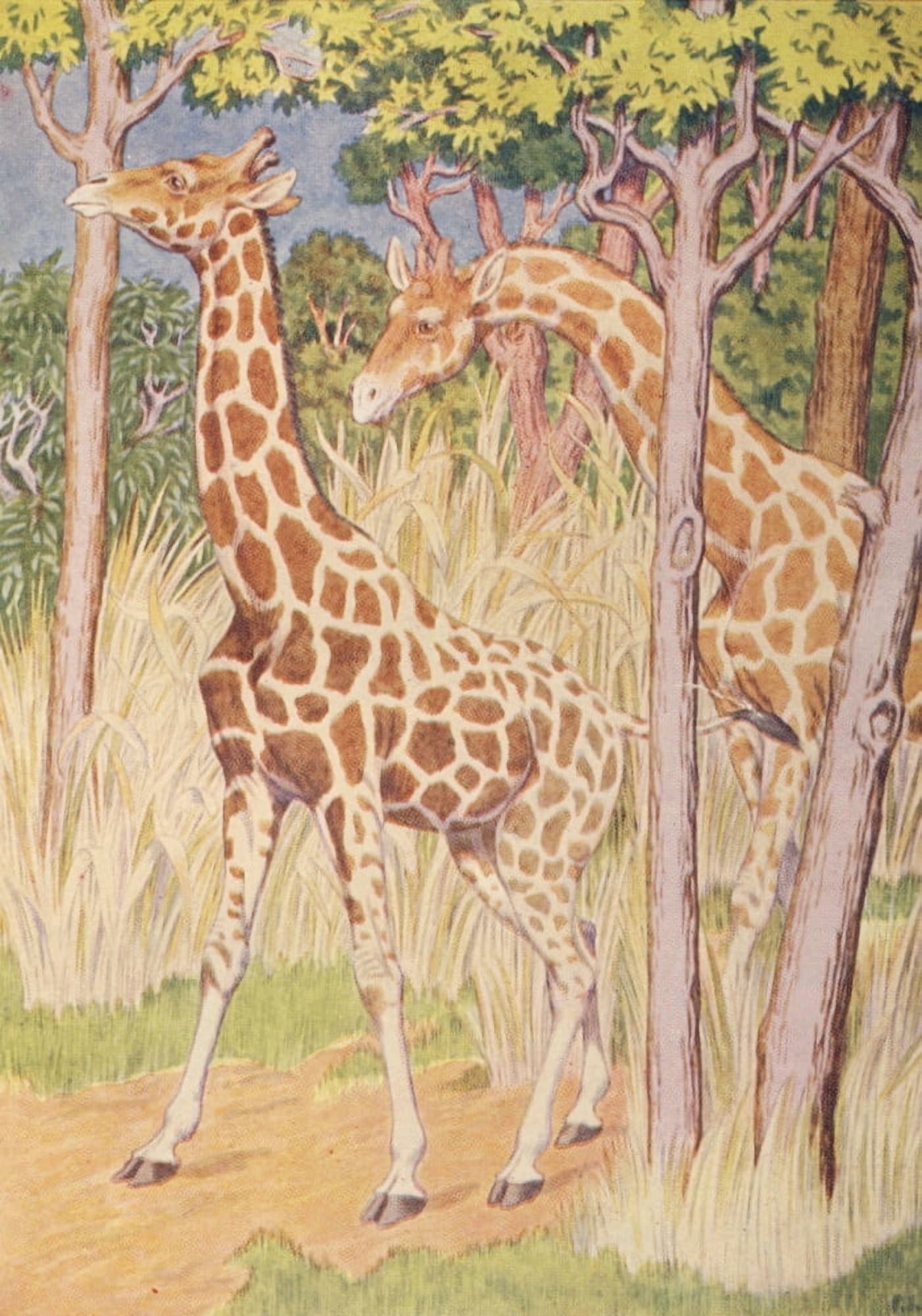Beasts Shown to the Children nd Giraffes Canvas Art - Percy J Billinghurst (18 x 24)