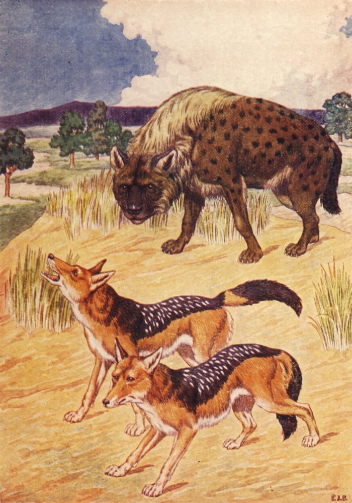 Beasts Shown to the Children nd Hyena & Jackal Canvas Art - Percy J Billinghurst (24 x 36)