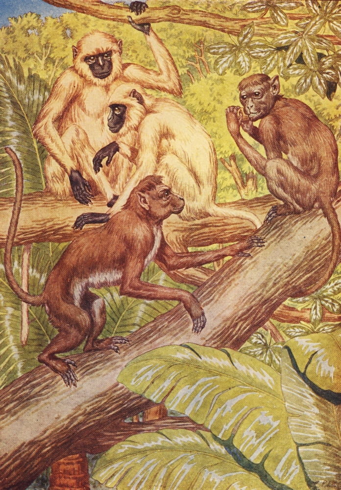 Beasts Shown to the Children nd Monkeys Canvas Art - Percy J Billinghurst (18 x 24)