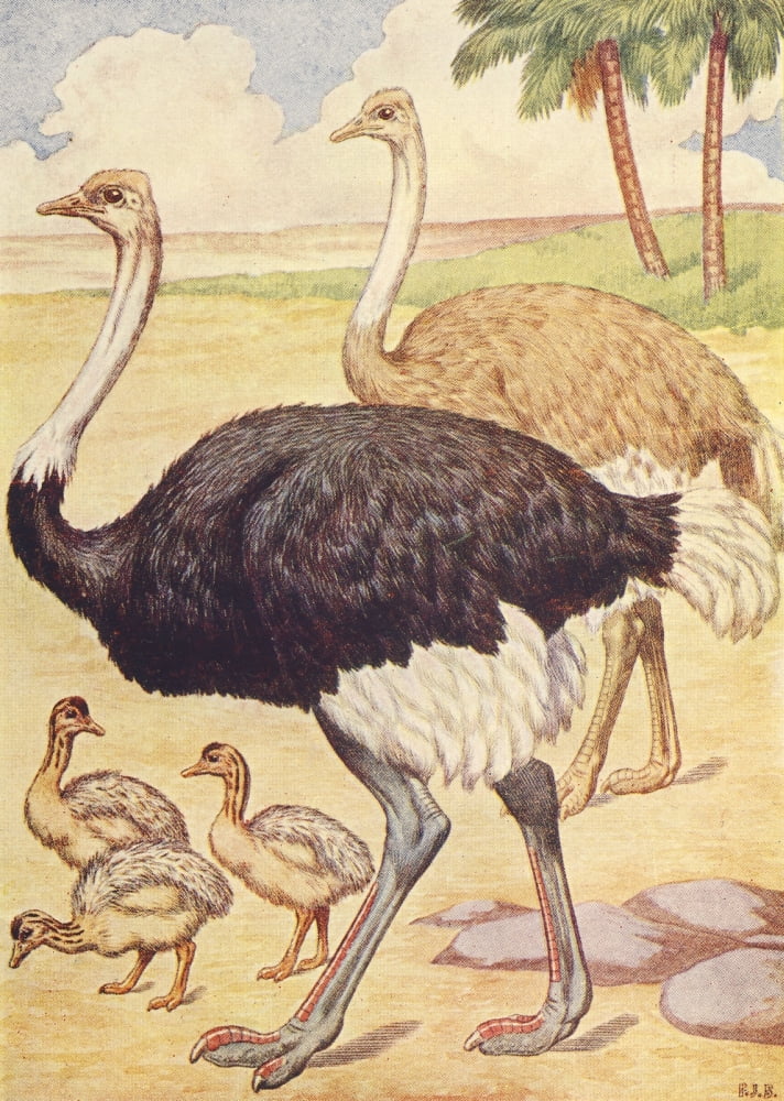 Beasts Shown to the Children nd Ostriches Canvas Art - Percy J Billinghurst (24 x 36)
