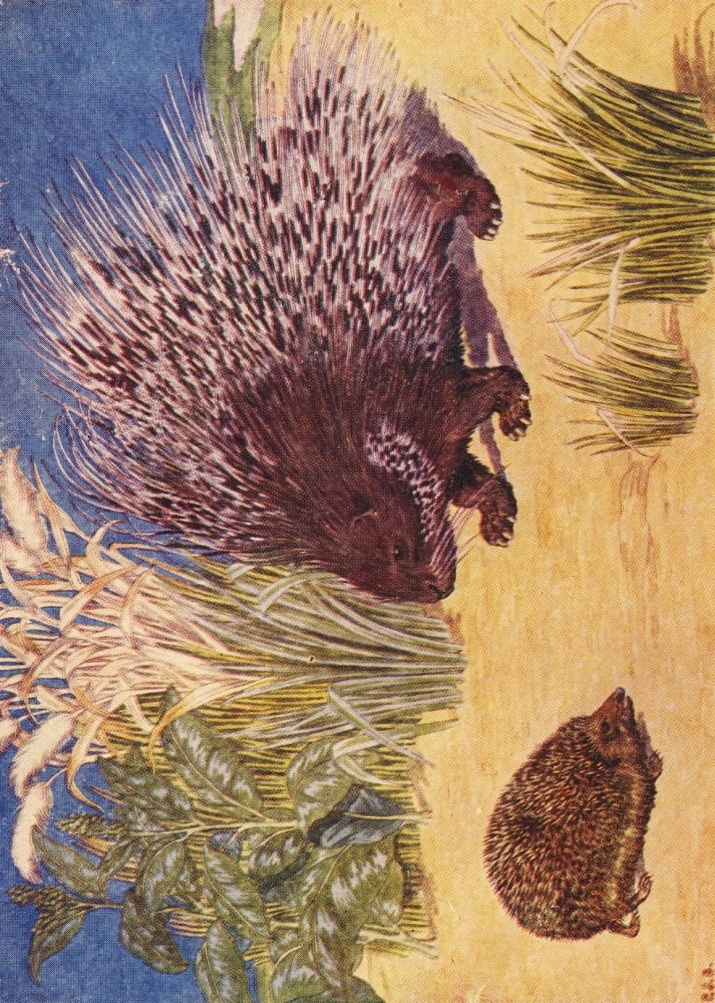Beasts Shown to the Children nd Porcupine & Hedgehog Canvas Art - Percy J Billinghurst (18 x 24)