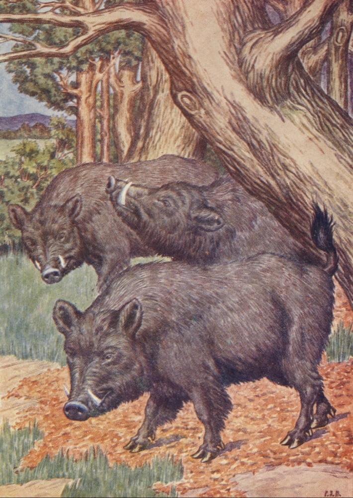 Beasts Shown to the Children nd Wild Boar Canvas Art - Percy J Billinghurst (24 x 36)