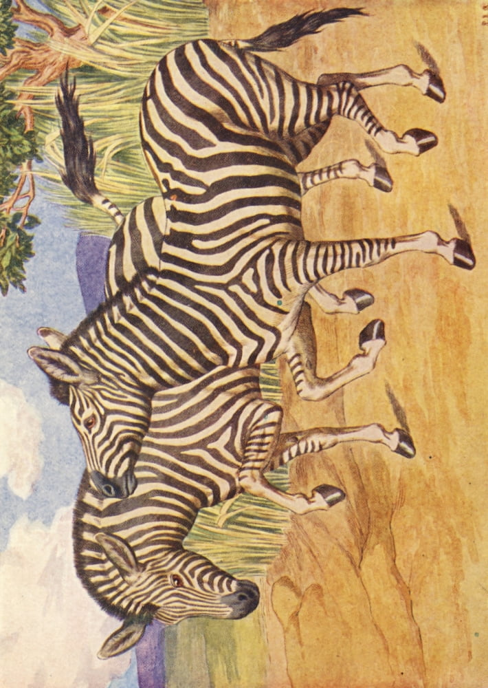 Beasts Shown to the Children nd Zebras Canvas Art - Percy J Billinghurst (24 x 36)