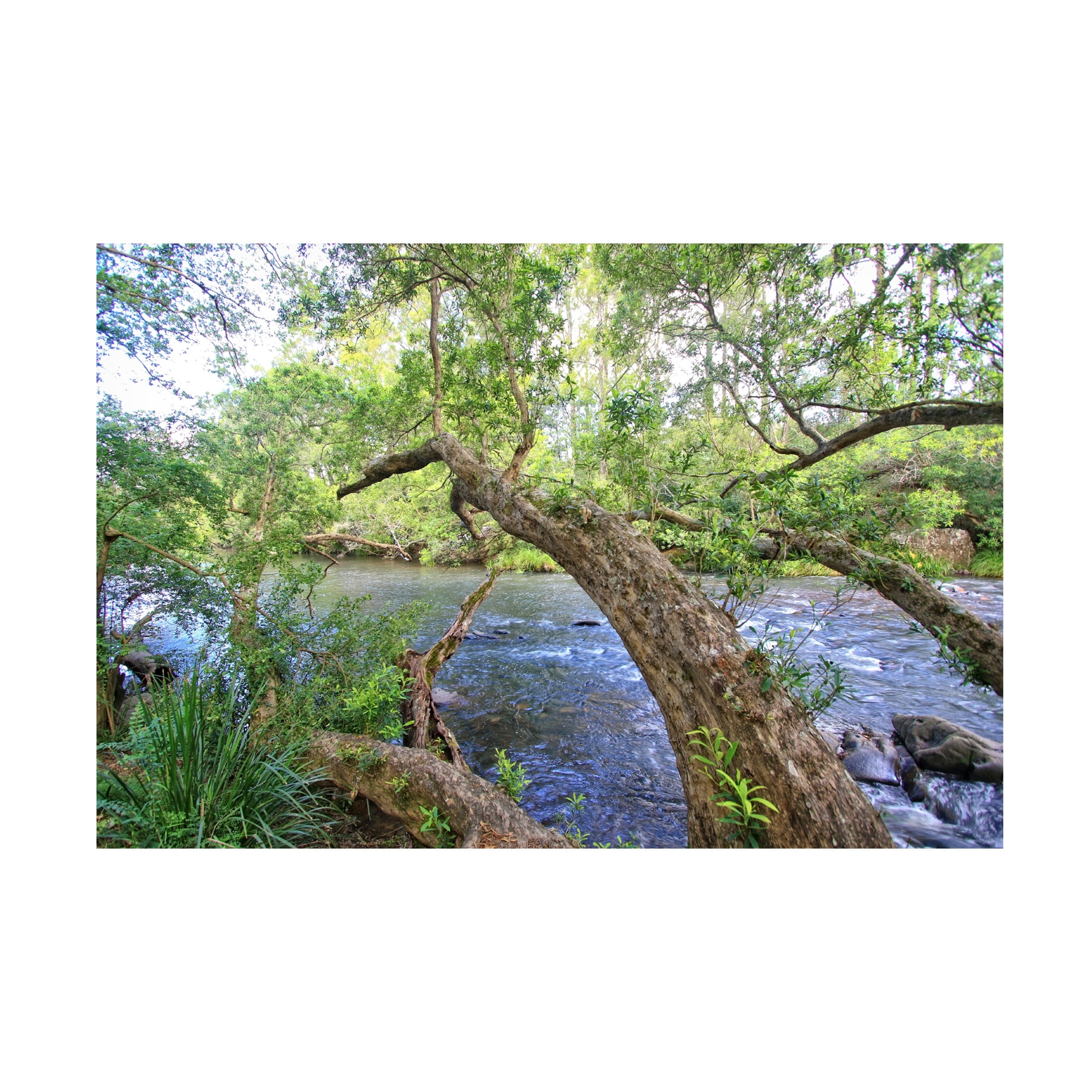 Beata Czyzowska Young 'Summer Greens 2' Canvas Art