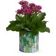 thumbnail image 1 of BeauMonde Flora Teleflora's Memorable Mosaic Plant, 1 of 2