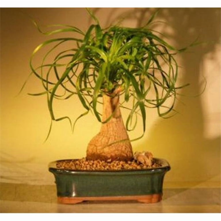 Ponytail Palm - Medium (beaucamea recurvata)