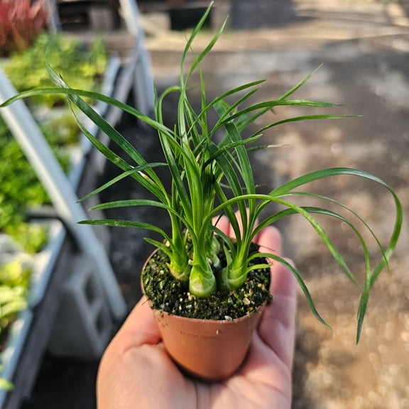 Beaucarnea Multi Pony Tail Palm Tree Beaucarnea Recurvata Plant Ponytail Palm Plant 4-6" Tall 2"Pot
