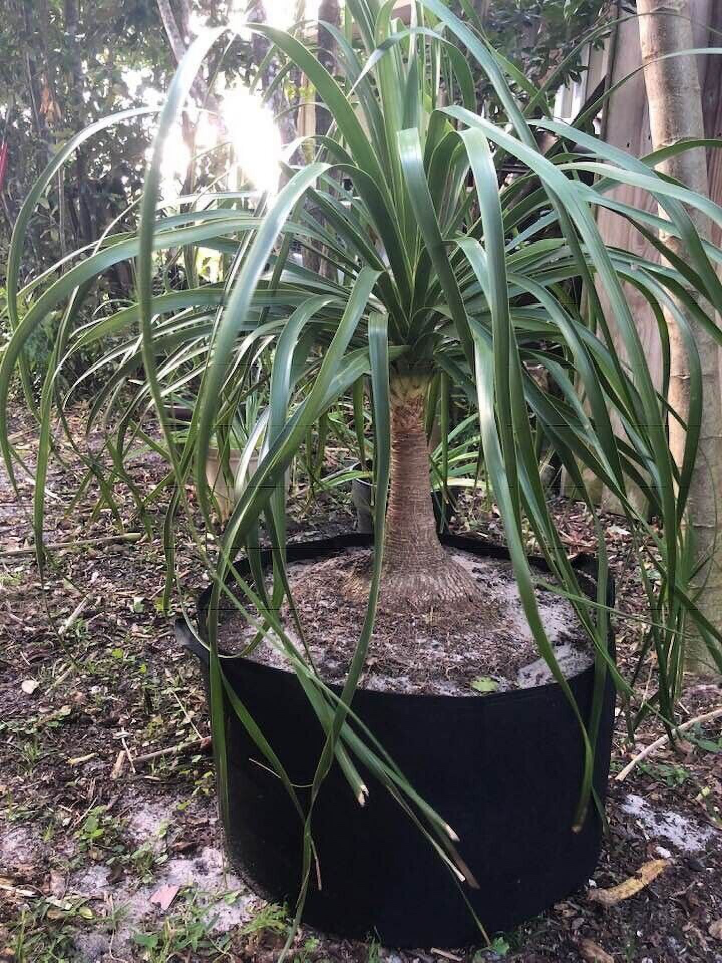 Beaucarnea recurvata aka Ponytail Palm, Nolina, Bottle Tree, Elephants ...