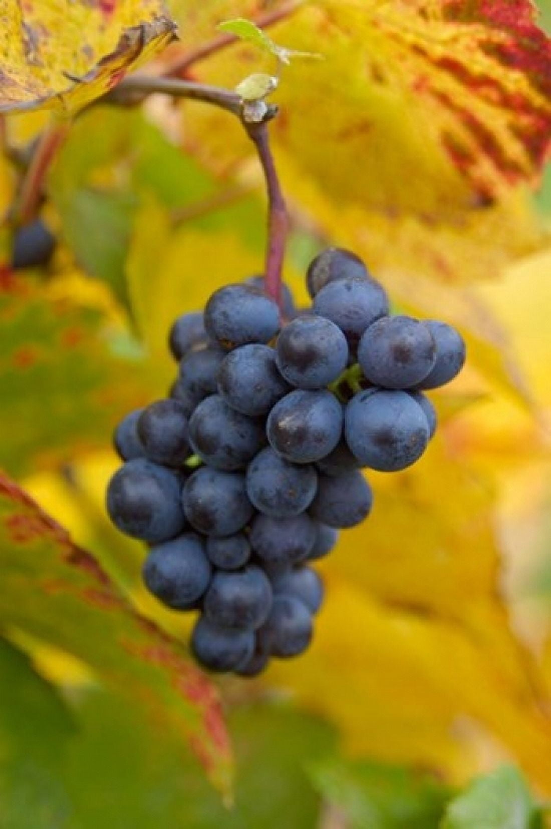 Beaujolais Red Grapes in Autumn Canvas Art - Lisa S Engelbrecht  DanitaDelimont (24 x 36)