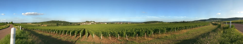 Beaujolais vineyard Jully-les-Buxy Saone-Et-Loire Burgundy France Canvas Art - Panoramic Images (44 x 9)
