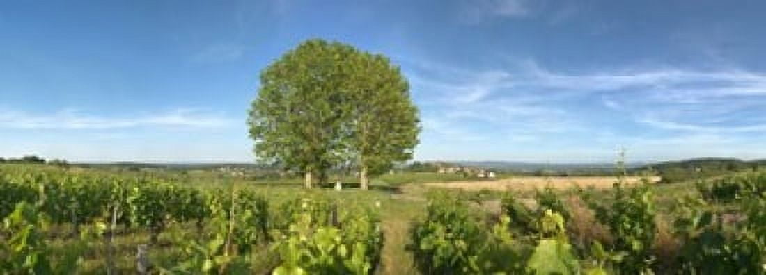 Beaujolais vineyard Montagny Saone-Et-Loire Burgundy France Canvas Art - Panoramic Images (36 x 13)