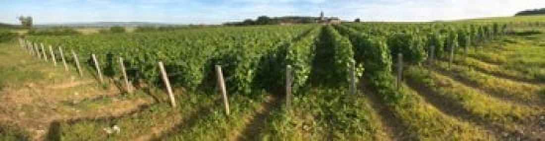 Beaujolais vineyard Montagny Saone-Et-Loire Burgundy France Canvas Art - Panoramic Images (40 x 10)
