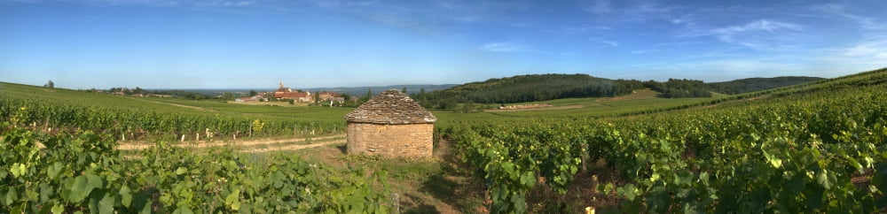 Beaujolais vineyard Saules Saone-Et-Loire Burgundy France Canvas Art - Panoramic Images (27 x 9)