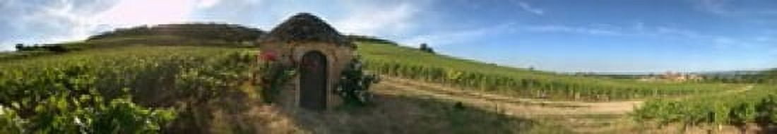 Beaujolais vineyard Saules Saone-Et-Loire Burgundy France Canvas Art - Panoramic Images (44 x 8)