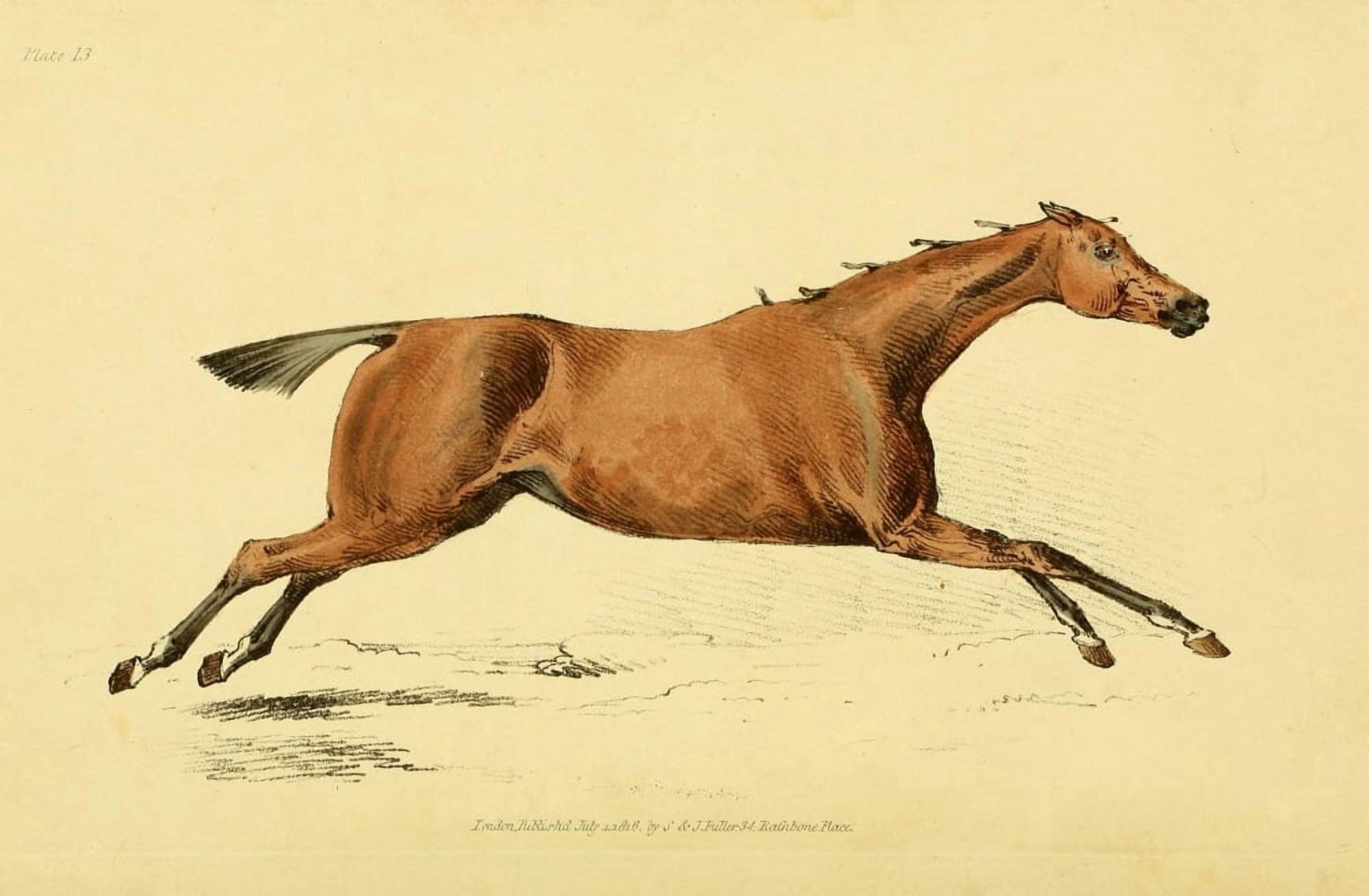 Beauties & Defects in the Horse 1816 Chestnut gallop Canvas Art - Henry Alken (18 x 24)