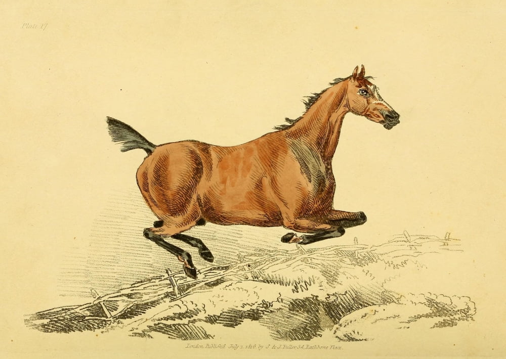 Beauties & Defects in the Horse 1816 Chestnut jump Canvas Art - Henry Alken (18 x 24)