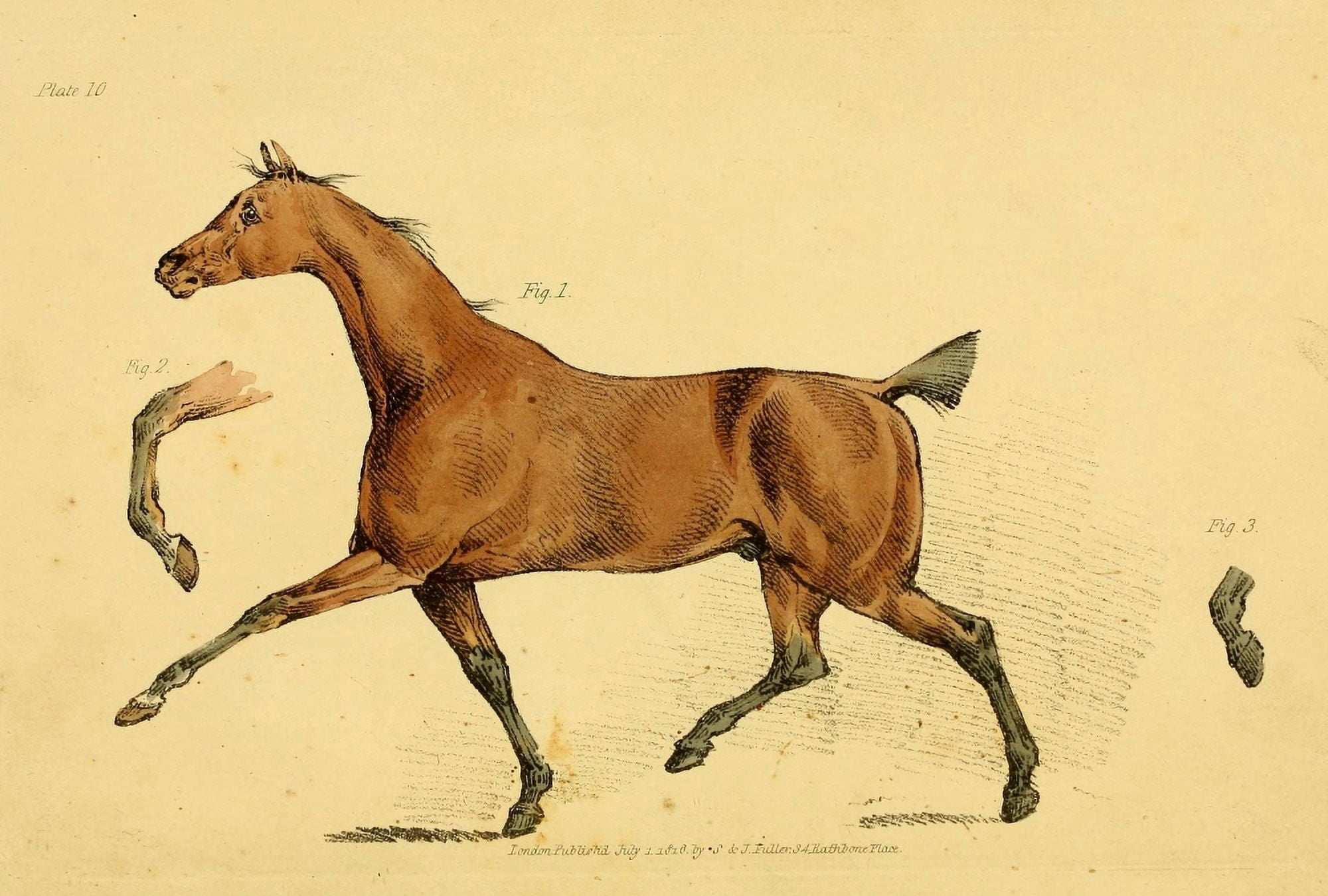 Beauties & Defects in the Horse 1816 Chestnut trot Canvas Art - Henry Alken (18 x 24)