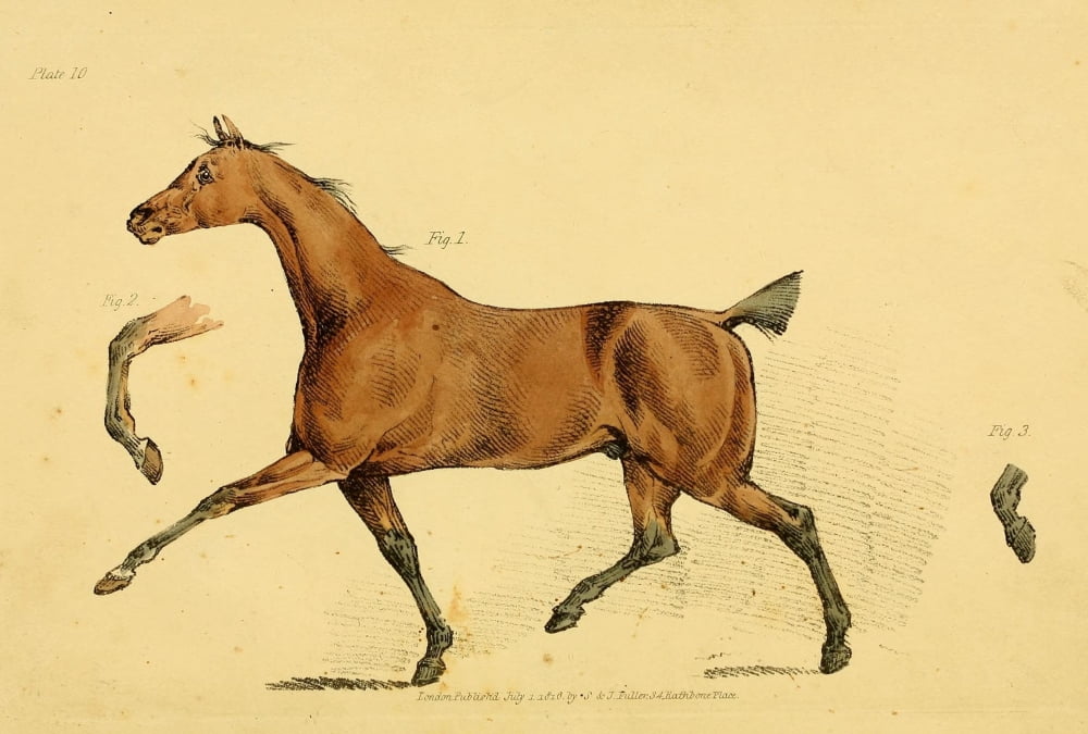 Beauties & Defects in the Horse 1816 Chestnut trot Canvas Art - Henry Alken (24 x 36)