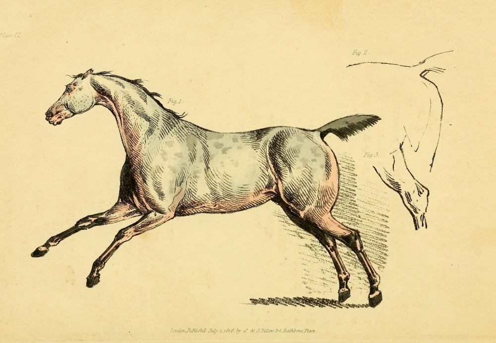 Beauties & Defects in the Horse 1816 Dapple canter Canvas Art - Henry Alken (24 x 36)