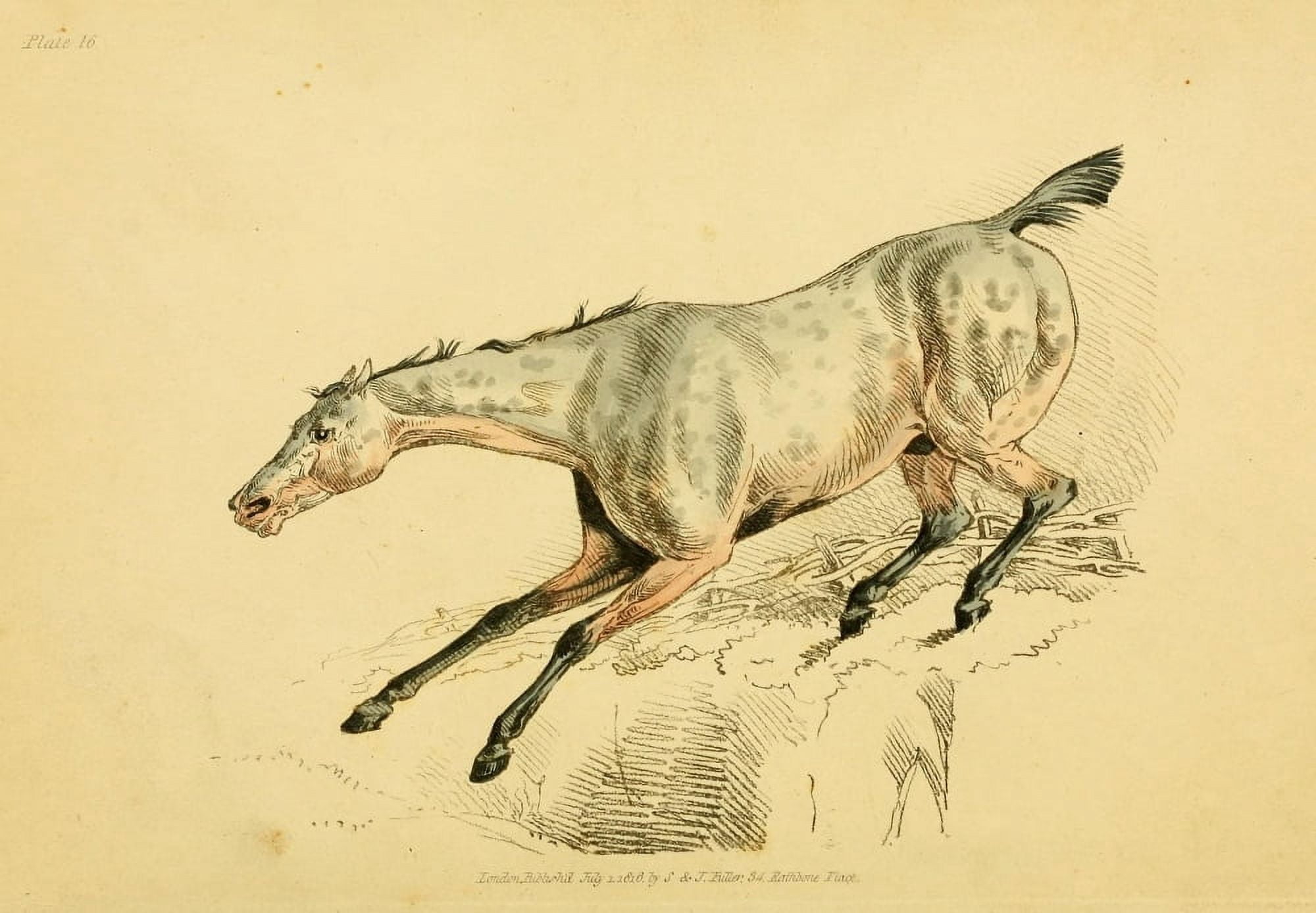 Beauties & Defects in the Horse 1816 Dapple jump Canvas Art - Henry Alken (18 x 24)