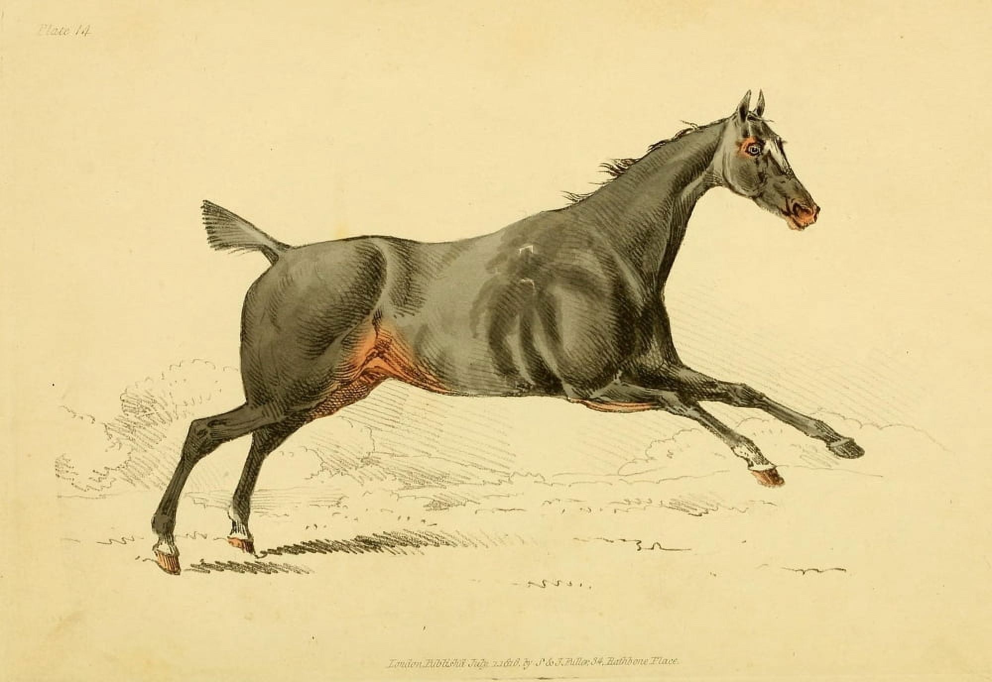 Beauties & Defects in the Horse 1816 Dark Bay canter Canvas Art - Henry Alken (24 x 36)