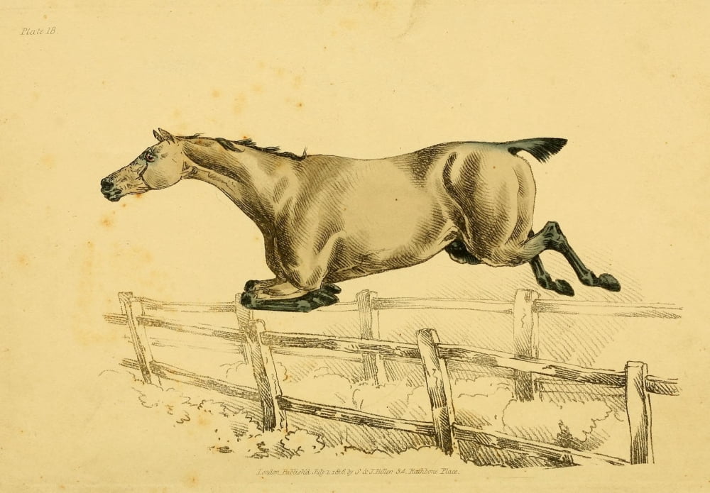 Beauties & Defects in the Horse 1816 Dark Bay fence Canvas Art - Henry Alken (24 x 36)