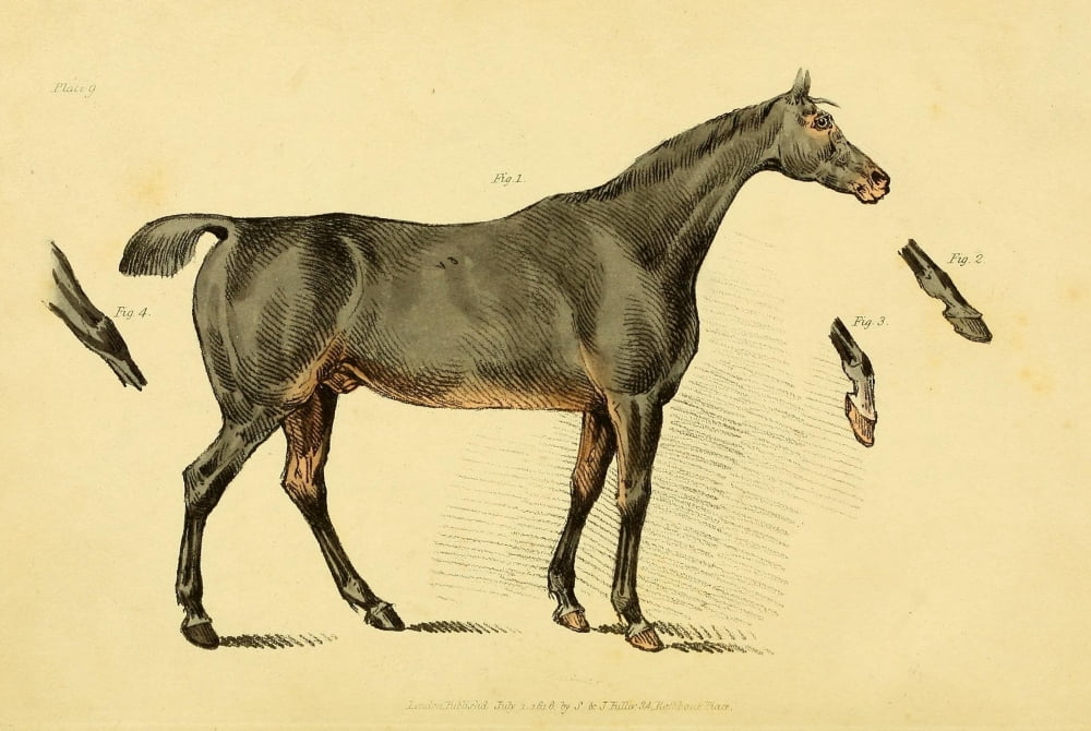 Beauties & Defects in the Horse 1816 Dark Bay standing Canvas Art - Henry Alken (24 x 36)