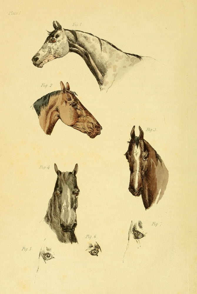 Beauties & Defects in the Horse 1816 Head-shots 1 Canvas Art - Henry Alken (18 x 24)