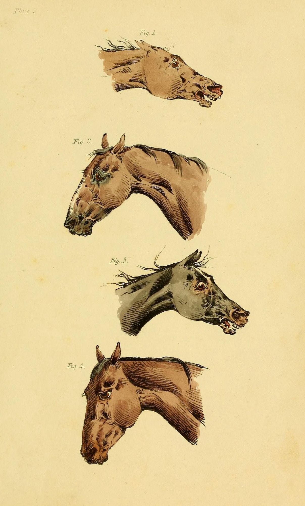 Beauties & Defects in the Horse 1816 Head-shots 2 Canvas Art - Henry Alken (18 x 24)