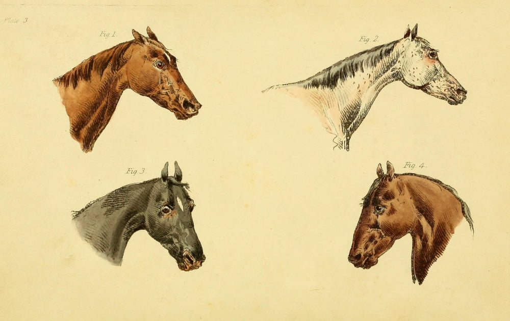 Beauties & Defects in the Horse 1816 Head-shots 3 Canvas Art - Henry Alken (18 x 24)