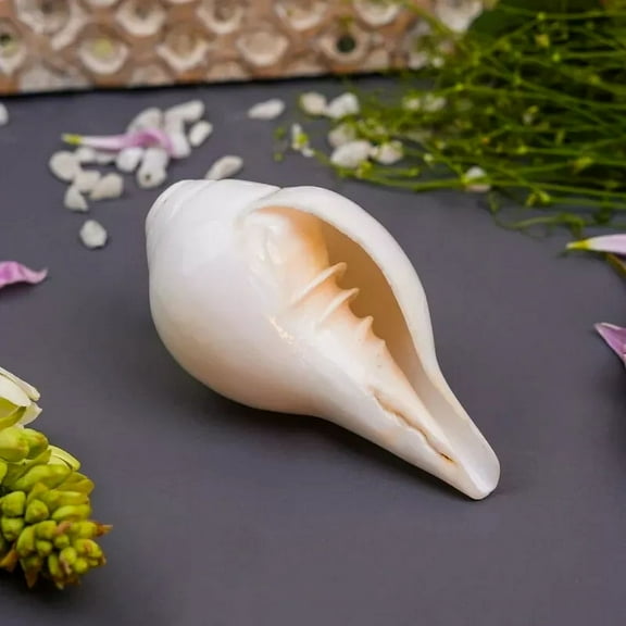 Beautiful 3" Religious Hindu Puja Blowing Conch Shell (Bajanewala Puja Shankh)Auspicious for Diwali ; Havan ;Shivratri