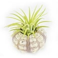 thumbnail image 1 of Beautiful Air Plant Sputnik Sea Urchin Set - Nautical Gift Beach Decor Coastal 1 1/2" Tillandsia Beach Cottage Decor (1), 1 of 3