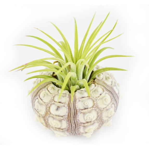 Beautiful Air Plant Sputnik Sea Urchin Set - Nautical Gift Beach Decor Coastal 1 1/2" Tillandsia Beach Cottage Decor (1)