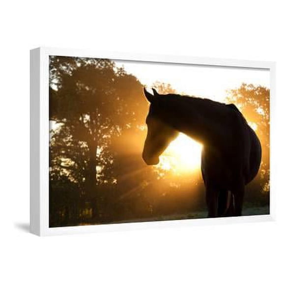 Beautiful Arabian Horse Silhouette Against Morning Sun Shining Through Haze And Trees, Animals Scenic Framed Art Print Wall Art by Sari ONeal Sold by Art.Com