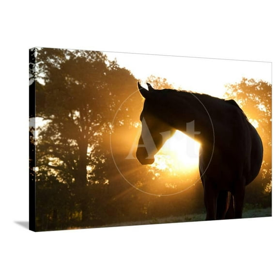 Beautiful Arabian Horse Silhouette Against Morning Sun Shining Through Haze And Trees, Animals Scenic Stretched Canvas Wall Art by Sari ONeal Sold by Art.Com