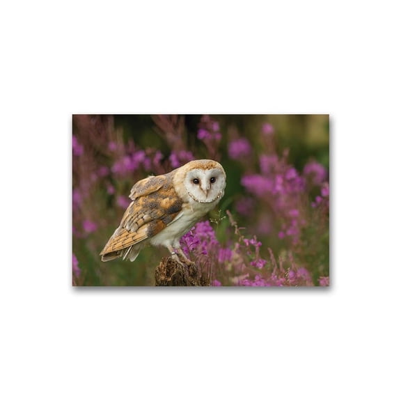 Beautiful Barn Owl Poster -Image by Shutterstock