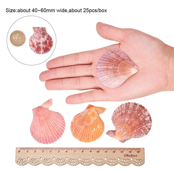 Beautiful Beach Sea Shells Shells Crafts for Aquarium Fish Decor Mixed Color 40~60mm 19~25pcs/box