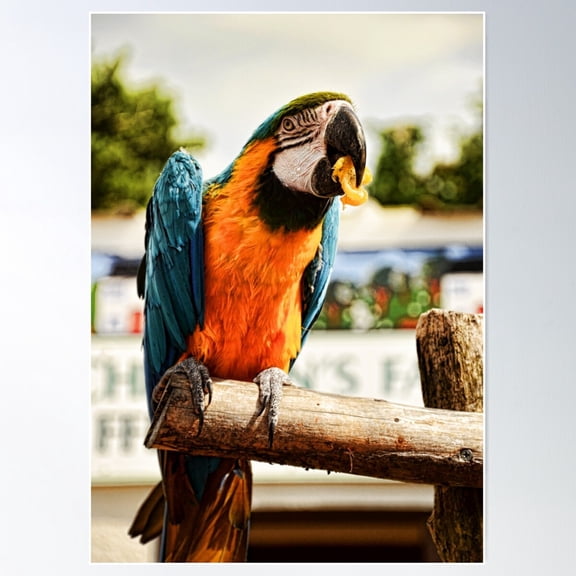 Beautiful Blue And Gold Macaw Poster Wall Art, Modern Wall Decor For Living Room Bedroom, 8x12 UNFRAMED