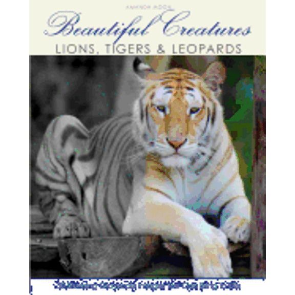 Beautiful Creatures : Lions, Tigers & Leopards (Paperback)